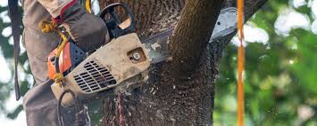 Best Fruit Tree Pruning  in USA